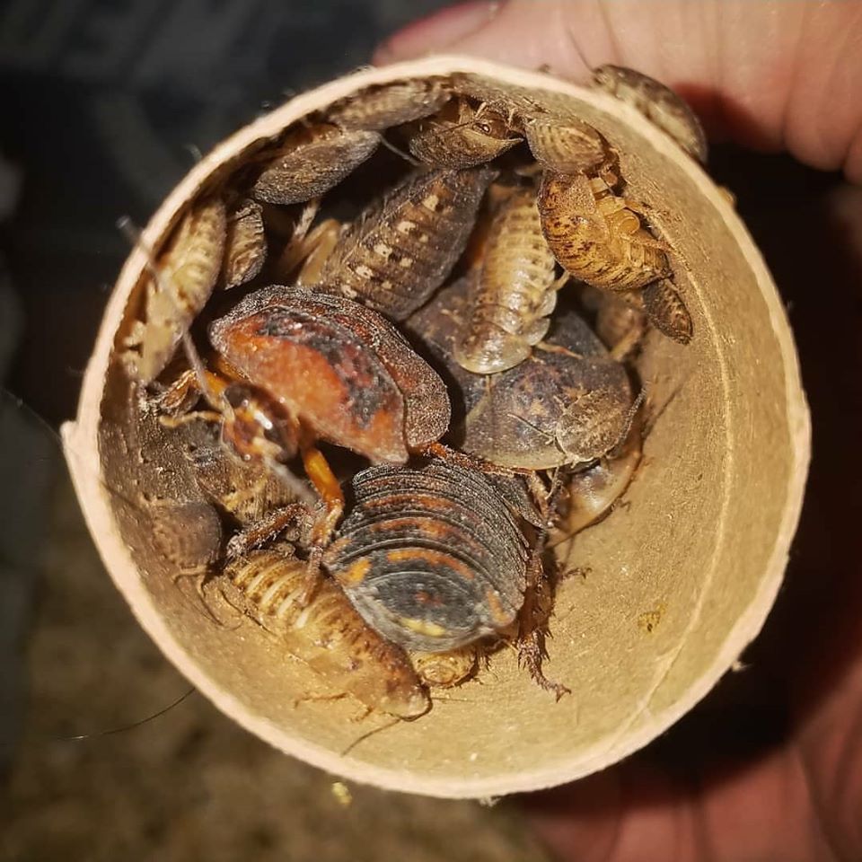 Photo inspiration: Fresh Look at Dubia Roaches Alaska Feeder Farm Supply Llc