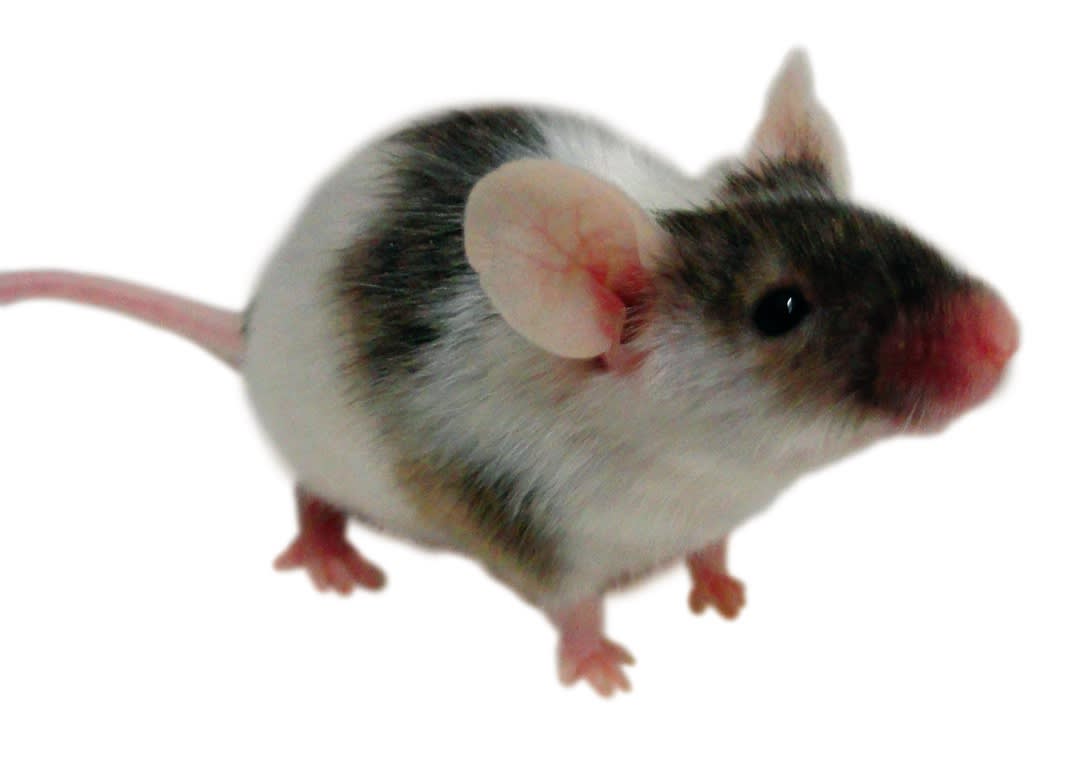 Pet stores with 2024 feeder mice near me