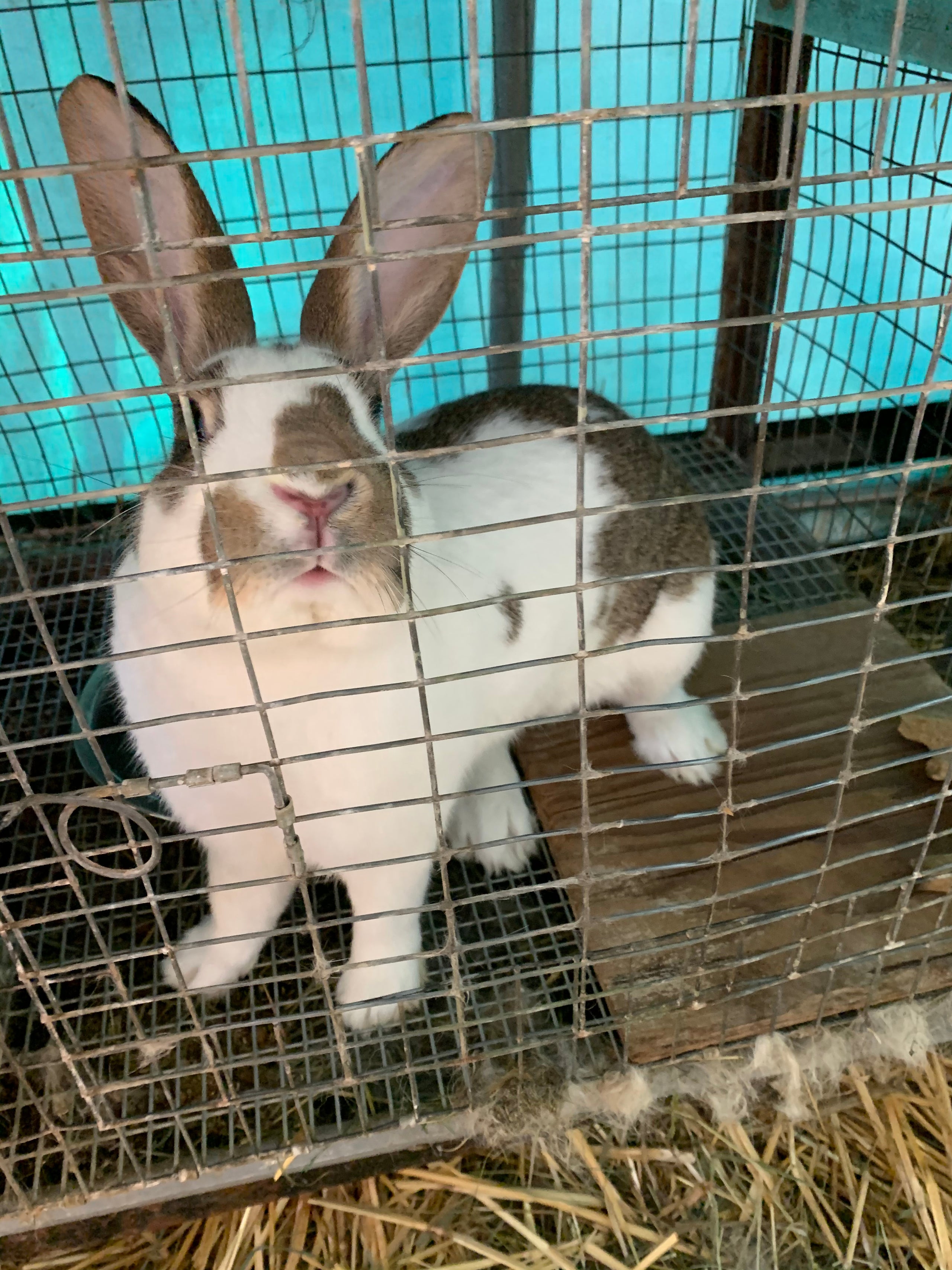 Live cheap feeder rabbits