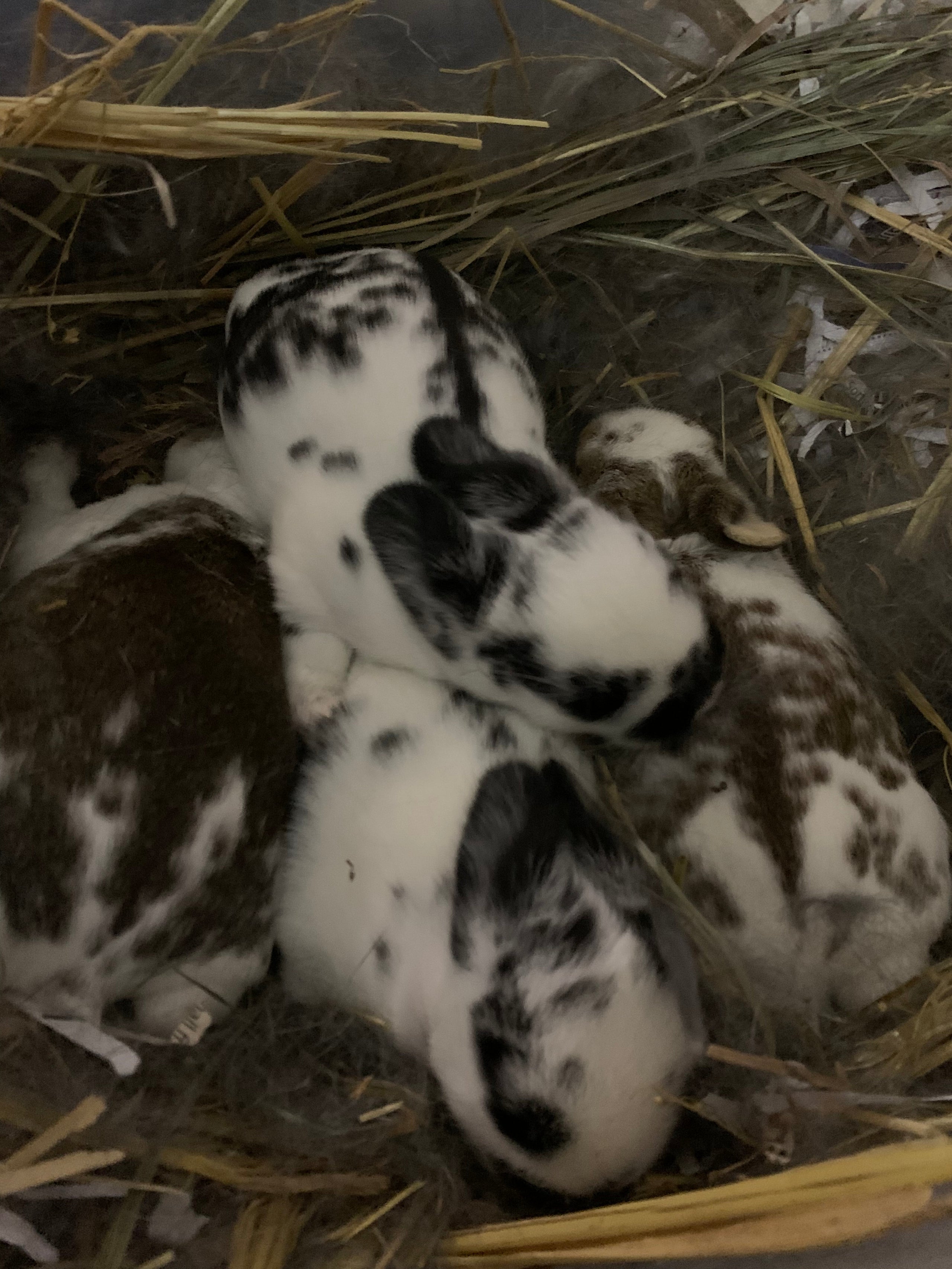 Frozen clearance feeder rabbits