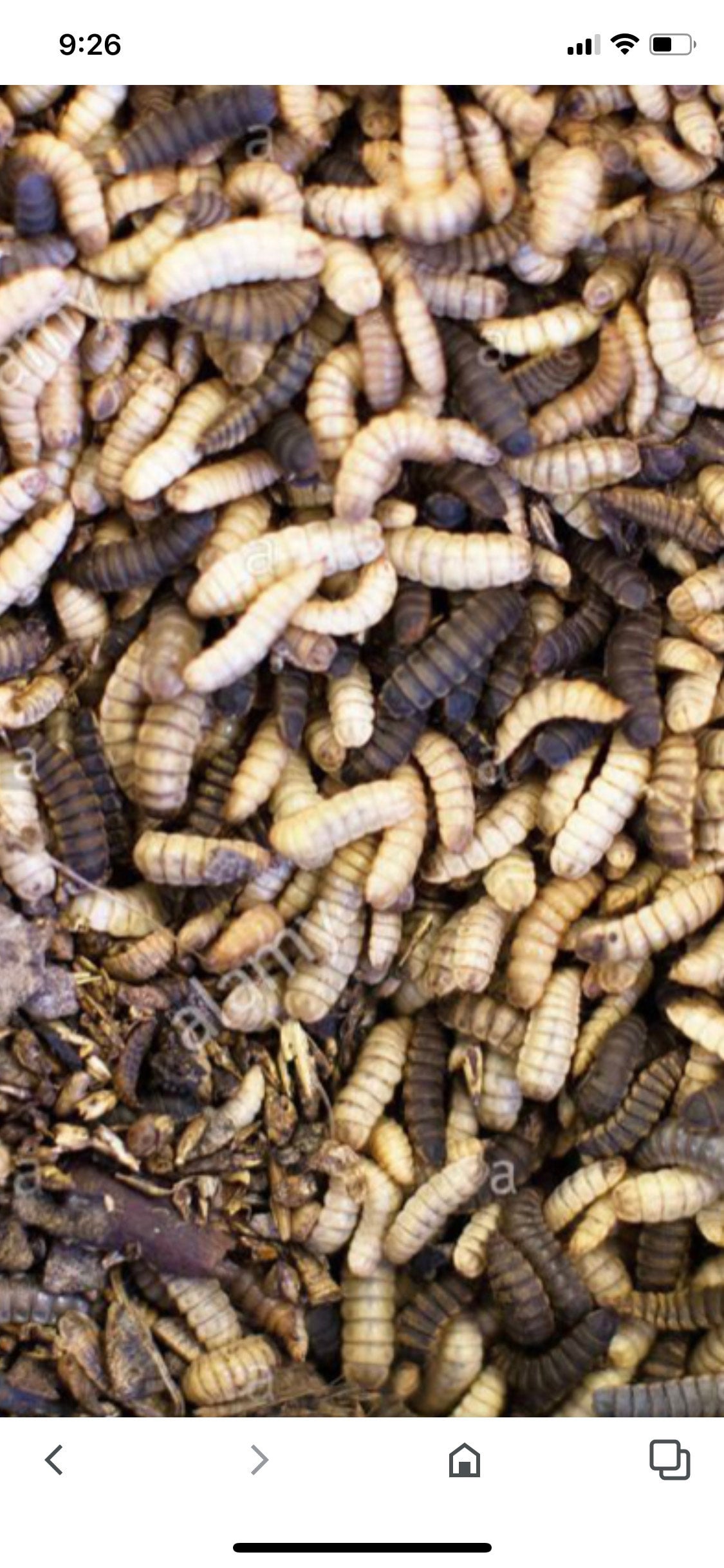 Black Soldier Fly Larvae “large” Alaska Feeder Farm And Supply Llc